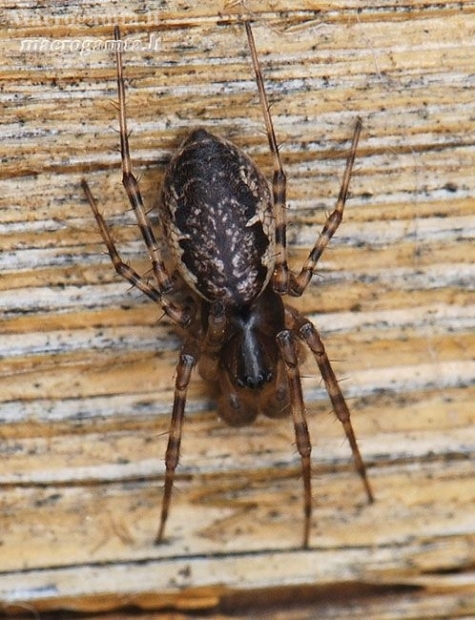 Spring hammock-spider - Neriene montana | Fotografijos autorius : Arūnas Eismantas | © Macronature.eu | Macro photography web site