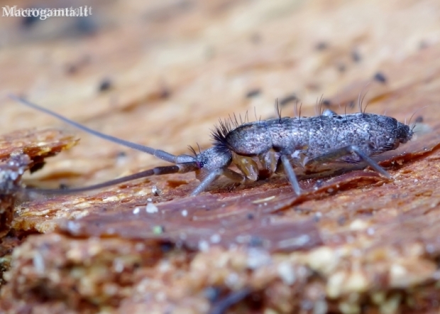 Springtail - Pogonognathellus longicornis | Fotografijos autorius : Romas Ferenca | © Macronature.eu | Macro photography web site