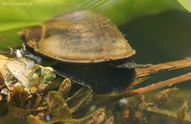 Maurinukė - Radix sp. | Fotografijos autorius : Gintautas Steiblys | © Macrogamta.lt | Šis tinklapis priklauso bendruomenei kuri domisi makro fotografija ir fotografuoja gyvąjį makro pasaulį.