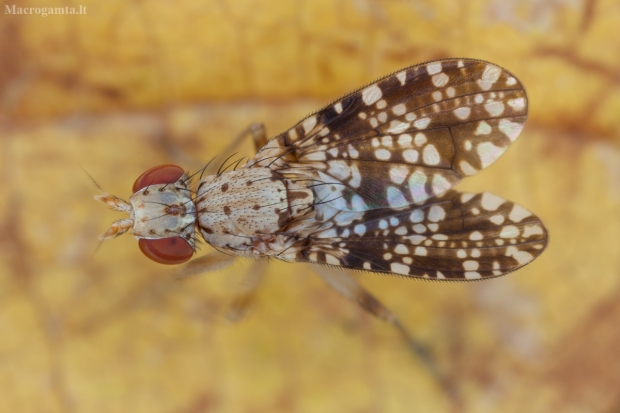 Sraigžudė - Trypetoptera punctulata ♂ | Fotografijos autorius : Žilvinas Pūtys | © Macrogamta.lt | Šis tinklapis priklauso bendruomenei kuri domisi makro fotografija ir fotografuoja gyvąjį makro pasaulį.