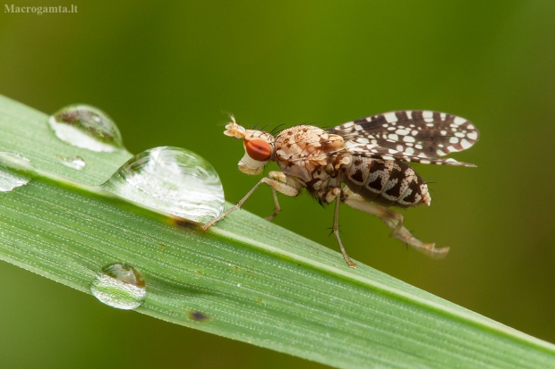 Sraigžudė - Trypetoptera punctulata | Fotografijos autorius : Žilvinas Pūtys | © Macrogamta.lt | Šis tinklapis priklauso bendruomenei kuri domisi makro fotografija ir fotografuoja gyvąjį makro pasaulį.