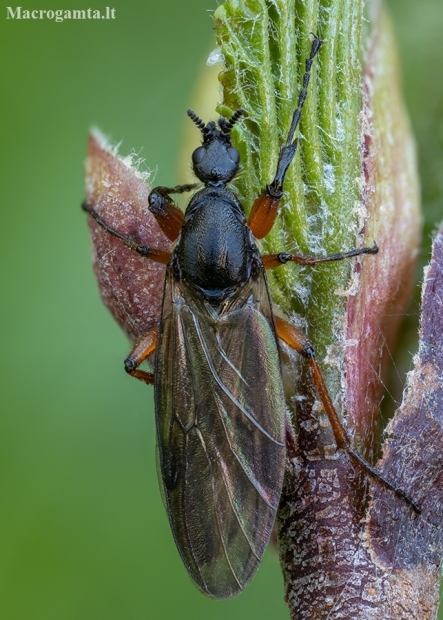 St Mark’s fly - Bibio varipes ♀ | Fotografijos autorius : Žilvinas Pūtys | © Macronature.eu | Macro photography web site