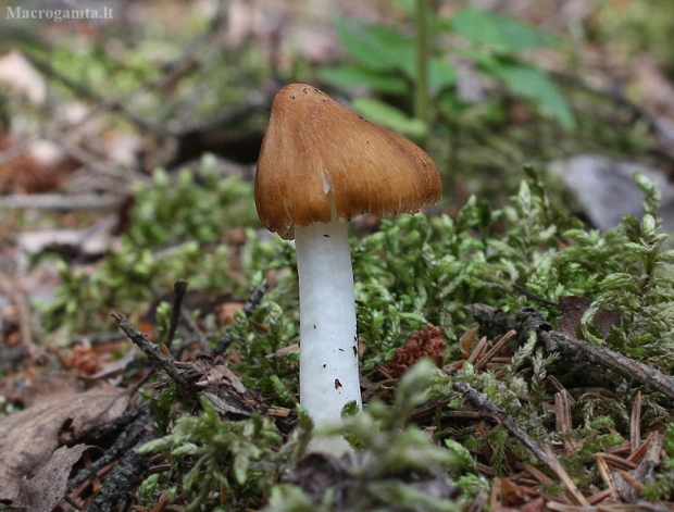 Stačioji plaušabudė - Pseudosperma rimosum | Fotografijos autorius : Vytautas Gluoksnis | © Macrogamta.lt | Šis tinklapis priklauso bendruomenei kuri domisi makro fotografija ir fotografuoja gyvąjį makro pasaulį.
