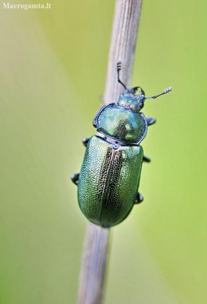 Žygiškasis elniavabalis - Platycerus caraboides | Fotografijos autorius : Nomeda Vėlavičienė | © Macronature.eu | Macro photography web site