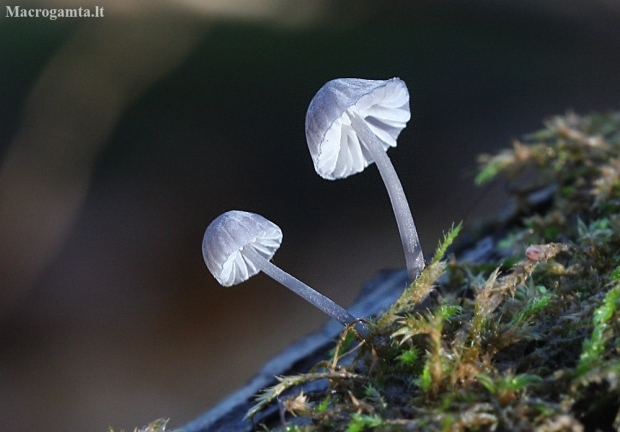 Steely bonnet - Mycena pseudocorticola | Fotografijos autorius : Vytautas Gluoksnis | © Macronature.eu | Macro photography web site