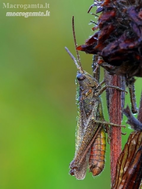 Steppe Grasshopper - Chorthippus dorsatus | Fotografijos autorius : Darius Baužys | © Macronature.eu | Macro photography web site