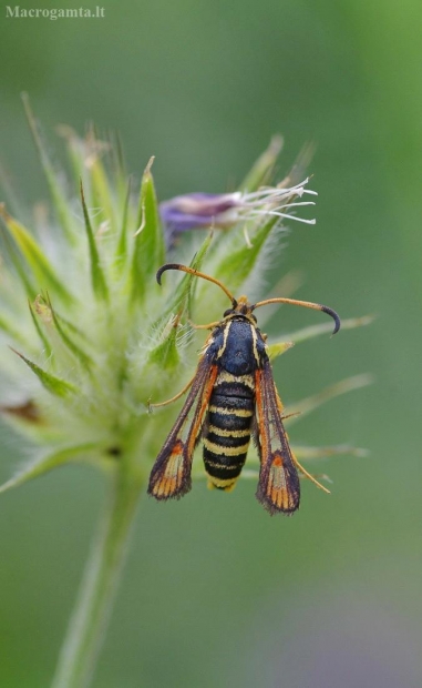 Vytinis stiklasparnis - Bembecia ichneumoniformis   | Fotografijos autorius : Deividas Makavičius | © Macrogamta.lt | Šis tinklapis priklauso bendruomenei kuri domisi makro fotografija ir fotografuoja gyvąjį makro pasaulį.