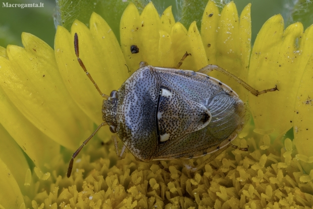 Stink bug - Stagonomus bipunctatus | Fotografijos autorius : Žilvinas Pūtys | © Macronature.eu | Macro photography web site