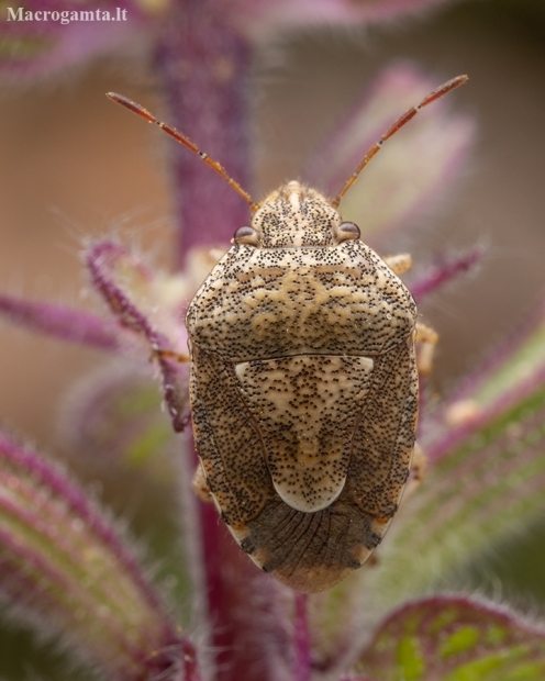 Stink bug - Staria lunata | Fotografijos autorius : Žilvinas Pūtys | © Macronature.eu | Macro photography web site