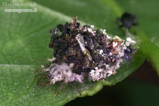 Stink lacewing - Chrysopa sp., larva  | Fotografijos autorius : Gintautas Steiblys | © Macronature.eu | Macro photography web site
