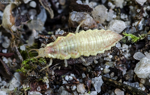 Stink lacewing - Chrysopa sp., larva | Fotografijos autorius : Kazimieras Martinaitis | © Macronature.eu | Macro photography web site