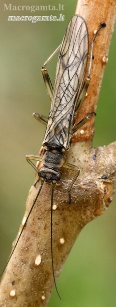 Stonefly - Nemouridae | Fotografijos autorius : Gintautas Steiblys | © Macronature.eu | Macro photography web site