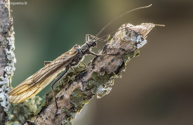 Stonefly - Plecoptera | Fotografijos autorius : Kazimieras Martinaitis | © Macronature.eu | Macro photography web site