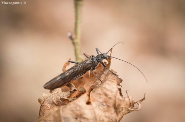 Stonefly - Taeniopterygidae | Fotografijos autorius : Saulius Drazdauskas | © Macronature.eu | Macro photography web site