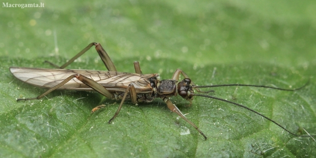 Stonefly | Fotografijos autorius : Gintautas Steiblys | © Macronature.eu | Macro photography web site