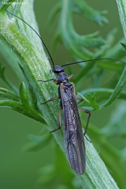 Stonefly | Fotografijos autorius : Gintautas Steiblys | © Macronature.eu | Macro photography web site