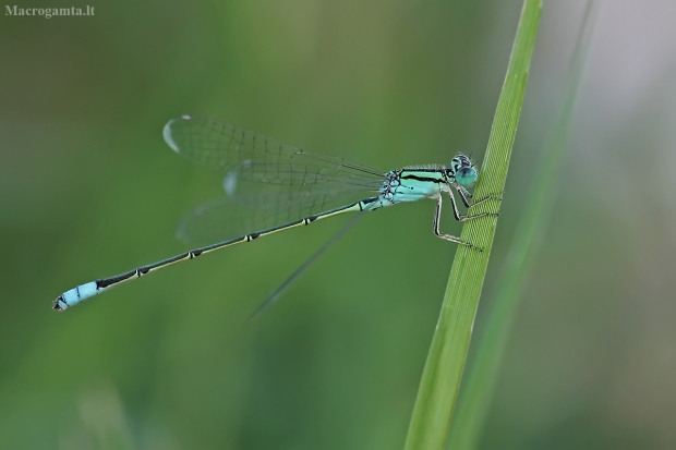 Strėliukė - Pseudagrion nubicum | Fotografijos autorius : Vytautas Tamutis | © Macrogamta.lt | Šis tinklapis priklauso bendruomenei kuri domisi makro fotografija ir fotografuoja gyvąjį makro pasaulį.