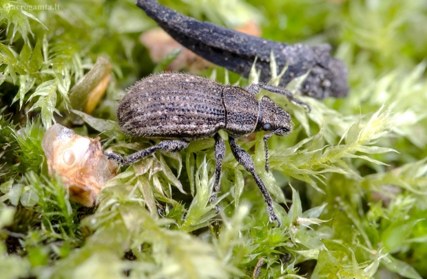 Straubliukas - Strophosoma faber | Fotografijos autorius : Kazimieras Martinaitis | © Macrogamta.lt | Šis tinklapis priklauso bendruomenei kuri domisi makro fotografija ir fotografuoja gyvąjį makro pasaulį.