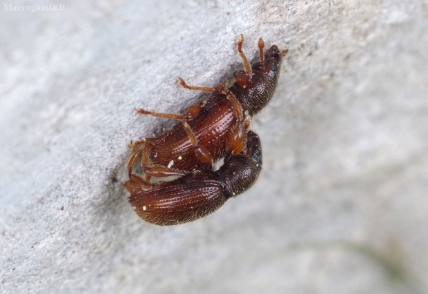 Straubliukas- Barypeithes pellucidus | Fotografijos autorius : Romas Ferenca | © Macrogamta.lt | Šis tinklapis priklauso bendruomenei kuri domisi makro fotografija ir fotografuoja gyvąjį makro pasaulį.