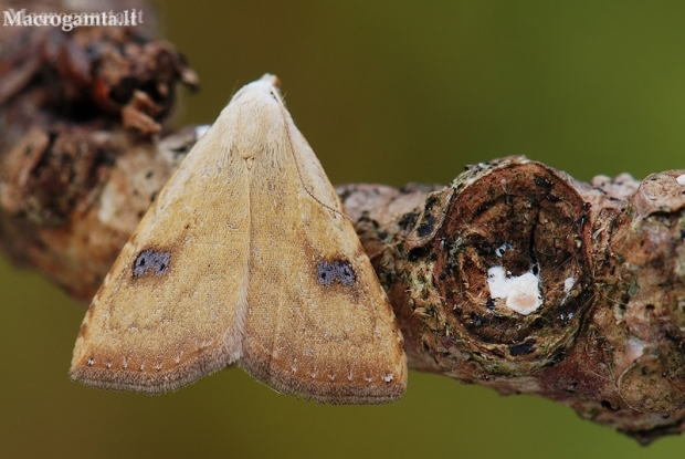 Straw Dot - Rivula sericealis | Fotografijos autorius : Arūnas Eismantas | © Macronature.eu | Macro photography web site