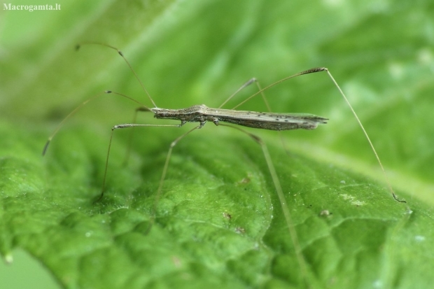 Tikroji lazdablakė - Neides tipularius | Fotografijos autorius : Vidas Brazauskas | © Macronature.eu | Macro photography web site