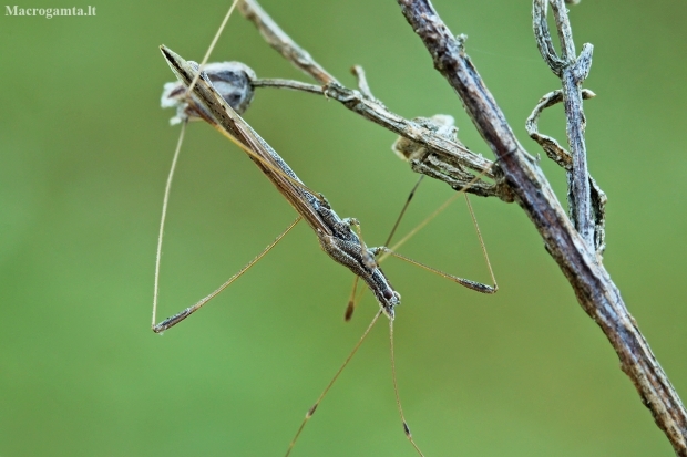 Straw stiltbug - Neides tipularius | Fotografijos autorius : Gintautas Steiblys | © Macronature.eu | Macro photography web site