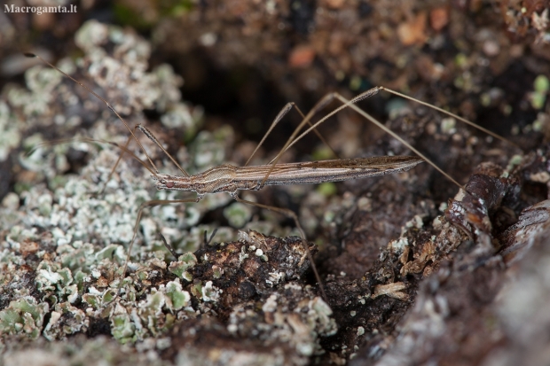 Straw stiltbug - Neides tipularius | Fotografijos autorius : Žilvinas Pūtys | © Macronature.eu | Macro photography web site