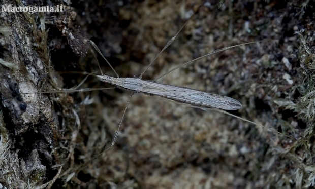 Straw stiltbug - Neides tipularius | Fotografijos autorius : Romas Ferenca | © Macronature.eu | Macro photography web site