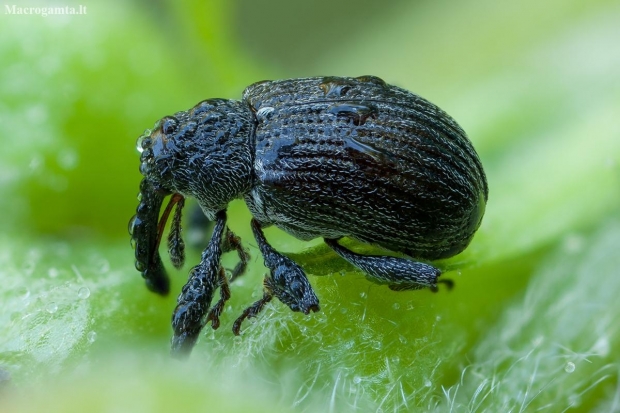 Strawberry-blossom Weevil - Anthonomus rubi | Fotografijos autorius : Žilvinas Pūtys | © Macronature.eu | Macro photography web site