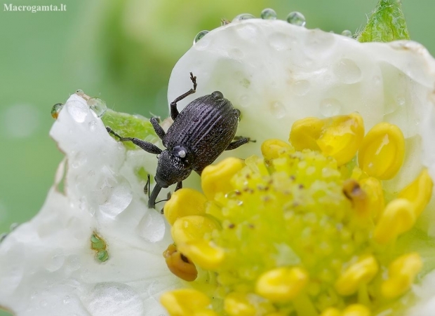 Strawberry-blossom Weevil - Anthonomus rubi | Fotografijos autorius : Romas Ferenca | © Macronature.eu | Macro photography web site