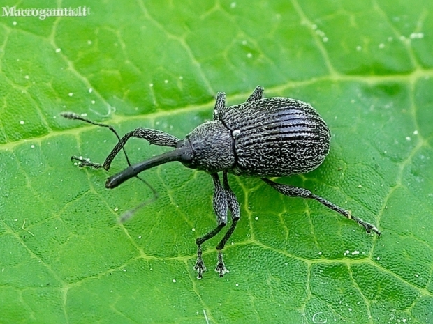 Strawberry-blossom Weevil - Anthonomus rubi | Fotografijos autorius : Romas Ferenca | © Macronature.eu | Macro photography web site