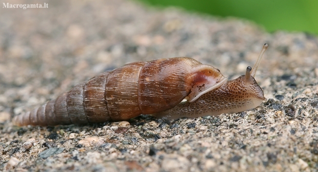 Strigileuxina reuleauxi | Fotografijos autorius : Gintautas Steiblys | © Macronature.eu | Macro photography web site