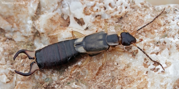 Striped earwig - Forficula lurida ♂ | Fotografijos autorius : Gintautas Steiblys | © Macronature.eu | Macro photography web site