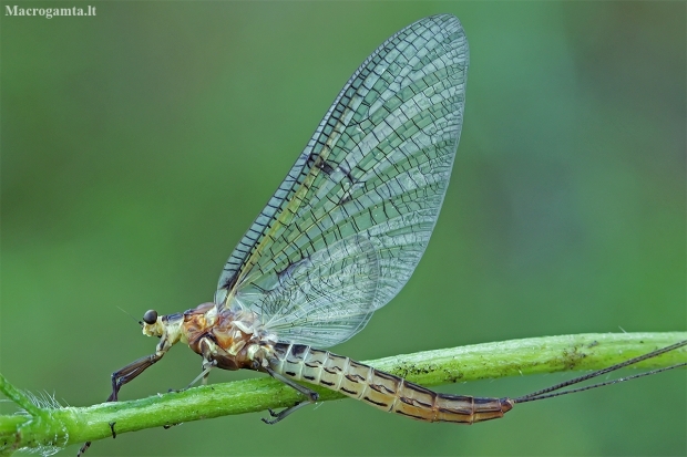 Striped mayfly - Ephemera lineata | Fotografijos autorius : Gintautas Steiblys | © Macronature.eu | Macro photography web site