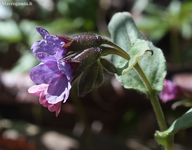 Suffolk lungwort - Pulmonaria obscura | Fotografijos autorius : Vytautas Gluoksnis | © Macronature.eu | Macro photography web site