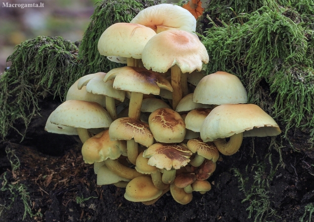 Sulphur Tuft - Hypholoma fasciculare | Fotografijos autorius : Gintautas Steiblys | © Macronature.eu | Macro photography web site