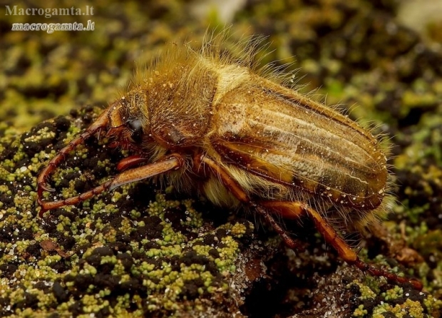 Summer Chafer - Amphimallon solstitiale | Fotografijos autorius : Romas Ferenca | © Macronature.eu | Macro photography web site