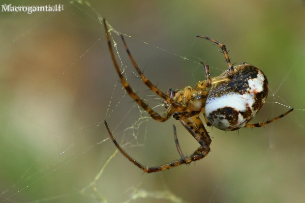 Summer Orbweaver - Metellina mengei  | Fotografijos autorius : Gintautas Steiblys | © Macronature.eu | Macro photography web site