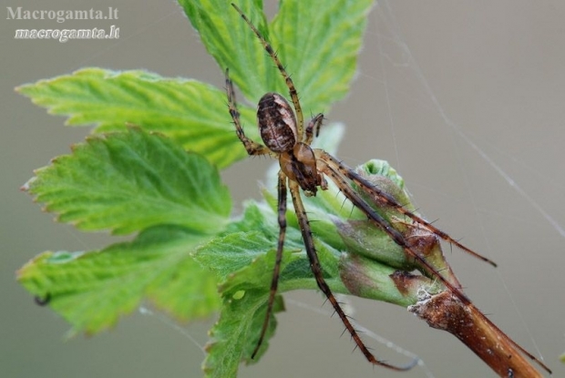 Summer Orbweaver - Metellina mengei | Fotografijos autorius : Arūnas Eismantas | © Macronature.eu | Macro photography web site