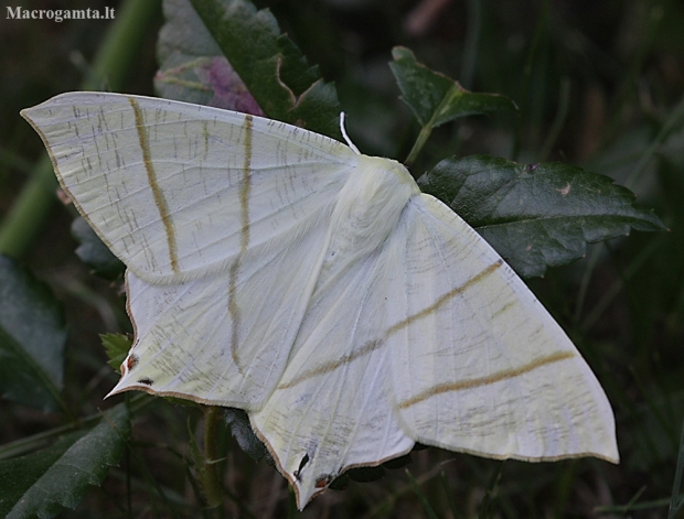 Swallow-tailed moth - Ourapteryx sambucaria | Fotografijos autorius : Vytautas Gluoksnis | © Macronature.eu | Macro photography web site