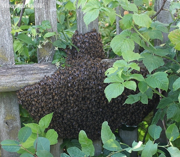 Vakarinių medunešių bičių (Apis mellifera) spiečius | Fotografijos autorius : Algirdas Vilkas | © Macronature.eu | Macro photography web site