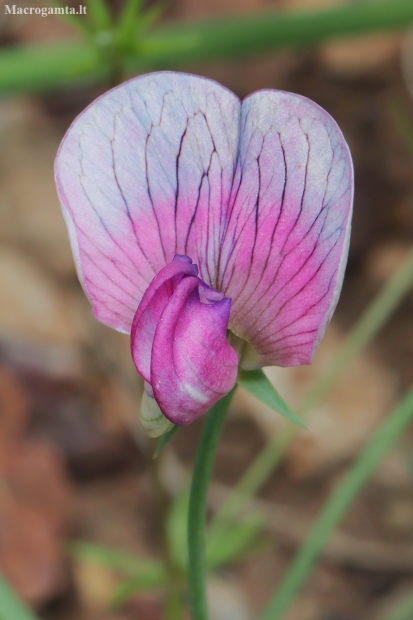 Sweet pea - Lathyrus sp. | Fotografijos autorius : Gintautas Steiblys | © Macronature.eu | Macro photography web site