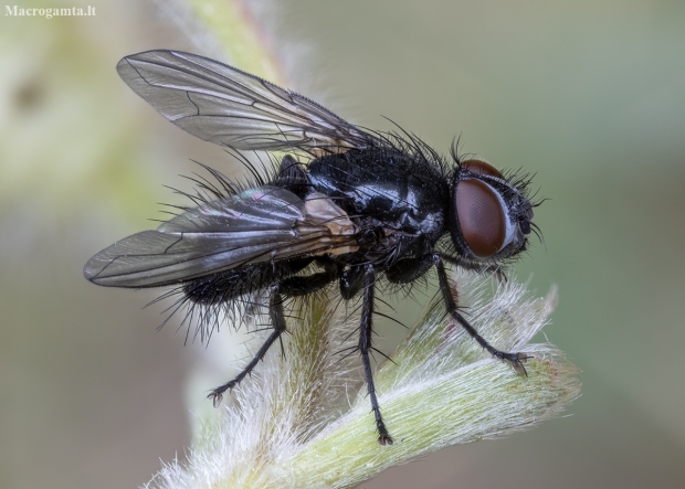 Tachinid Fly - Dufouria chalybeata ♂ | Fotografijos autorius : Žilvinas Pūtys | © Macrogamta.lt | Šis tinklapis priklauso bendruomenei kuri domisi makro fotografija ir fotografuoja gyvąjį makro pasaulį.