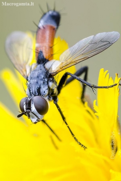 Dygliamusė - Cylindromyia brassicaria | Fotografijos autorius : Darius Baužys | © Macronature.eu | Macro photography web site