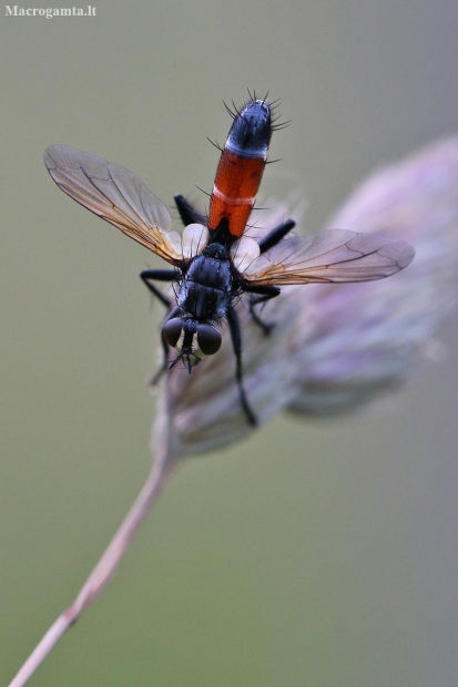 Dygliamusė - Cylindromyia brassicaria | Fotografijos autorius : Agnė Našlėnienė | © Macronature.eu | Macro photography web site