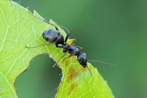 Tamsiarudė miško skruzdėlė - Formica fusca | Fotografijos autorius : Gintautas Steiblys | © Macrogamta.lt | Šis tinklapis priklauso bendruomenei kuri domisi makro fotografija ir fotografuoja gyvąjį makro pasaulį.
