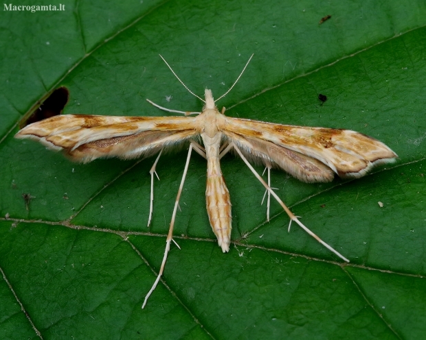 Tansy plume moth - Gillmeria ochrodactyla | Fotografijos autorius : Romas Ferenca | © Macronature.eu | Macro photography web site