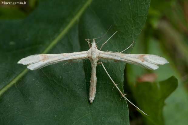 Tansy plume moth - Gillmeria ochrodactyla | Fotografijos autorius : Žilvinas Pūtys | © Macronature.eu | Macro photography web site