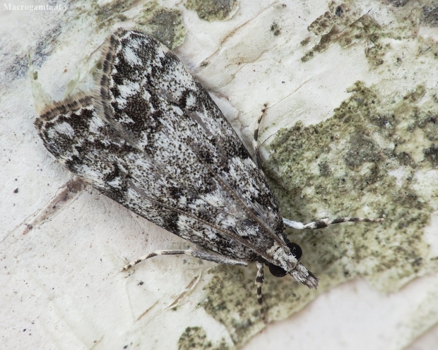 Tawny grey - Eudonia lacustrata | Fotografijos autorius : Vidas Brazauskas | © Macronature.eu | Macro photography web site
