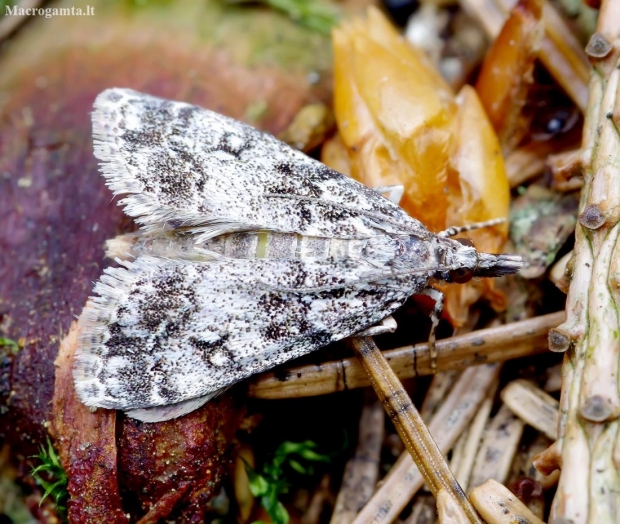 Tawny grey - Eudonia lacustrata | Fotografijos autorius : Romas Ferenca | © Macronature.eu | Macro photography web site